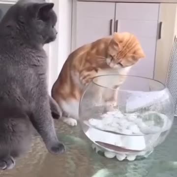 Funny cat status video //very funny video 🤩😁😃🥰🤣🤣