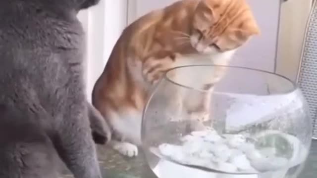 Funny cat status video //very funny video 🤩😁😃🥰🤣🤣