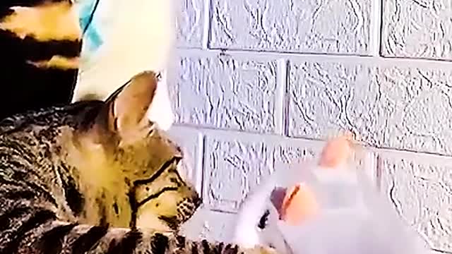😂😂#cats #pet #fyp #animals #animal #dogs #pets #cat #dog #funny #catsoftiktok #funnyvideos #🤣🤣🤣