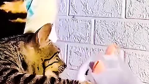 😂😂#cats #pet #fyp #animals #animal #dogs #pets #cat #dog #funny #catsoftiktok #funnyvideos #🤣🤣🤣