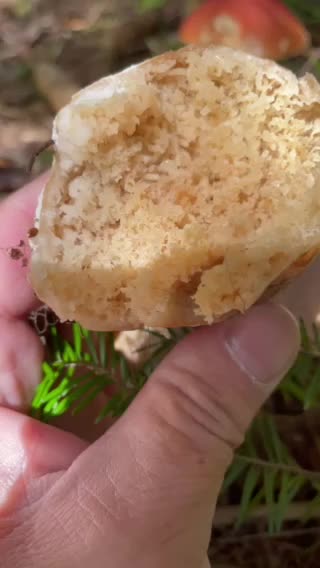 The inside of this mushroom stem……..!