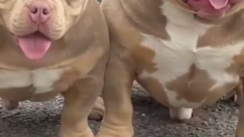 2 Pitbull dogs very dangerous 😱