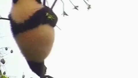 My name is the giant panda, give you a show of the panda under the tree