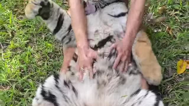How to scratch a tiger