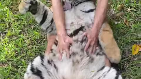 How to scratch a tiger