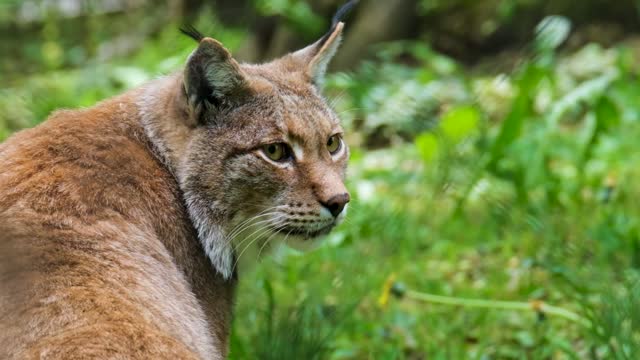 lynx big cat predator carnivores brush ears