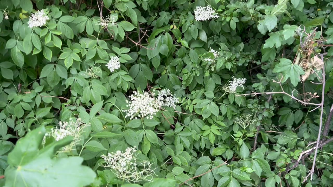 Elderflowers