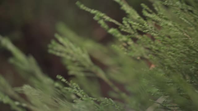 Foliage swaying
