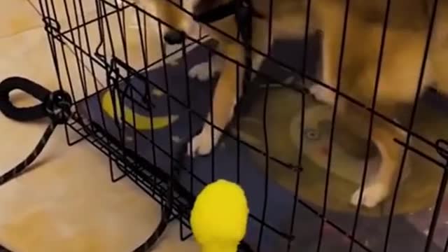 Cutest Dogs Funny Pet Animals' Life