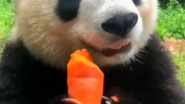 cute funny panda video compilation