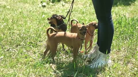 Three dogs are obediently staying beside their master