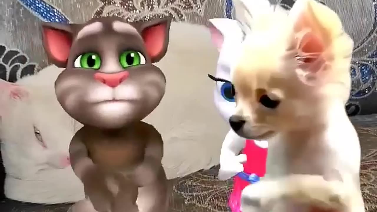 cat funny video