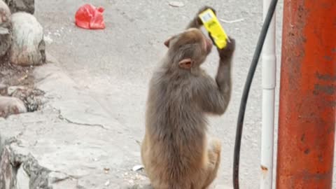 Monkey drinking fruti || monkey drinking