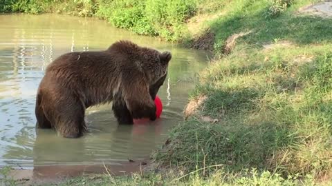 Bear playing and swimming in the water