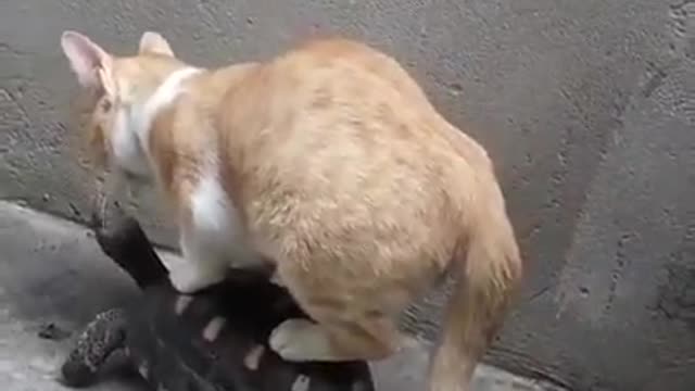 The Turtle offers a ride to the Cat