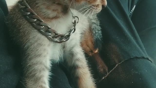 He is evil but looks very cute😽