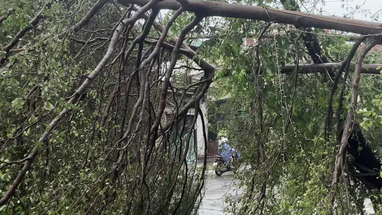 Tree Uprooted By Typhoon Yagi !