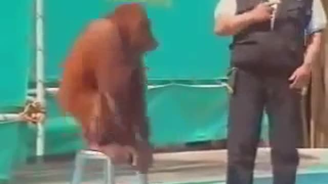 Orangutan slaps man during live show