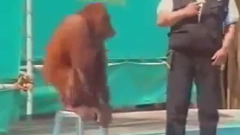 Orangutan slaps man during live show