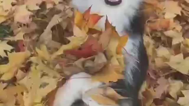 Adorable & happy dog plays with the fallen leaves