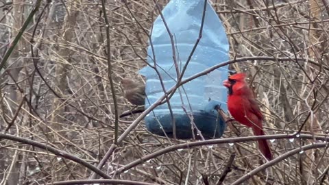 Male Cardinal happy after I filled the feeder with sunflower seeds