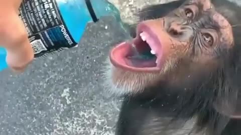 thirsty chimp