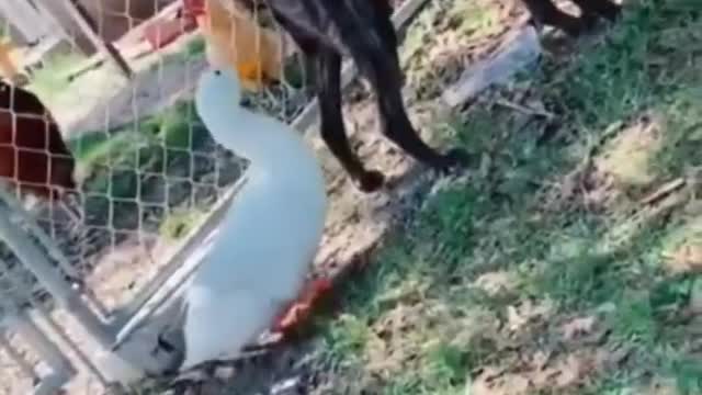 FUNNY ANIMALS VIDEOS TRY NOT TO LAUGH