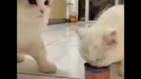 Cats - Baby cats - funny and fluffy (107) / Gatos - Filhotes - engraçados e fofos (107) #shorts