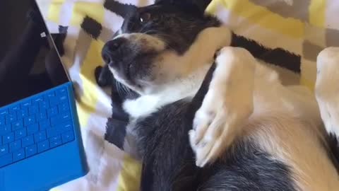 Black dog on bed refuses to high five girl who asks