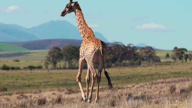 A Giraffe Walking In The Wilderness