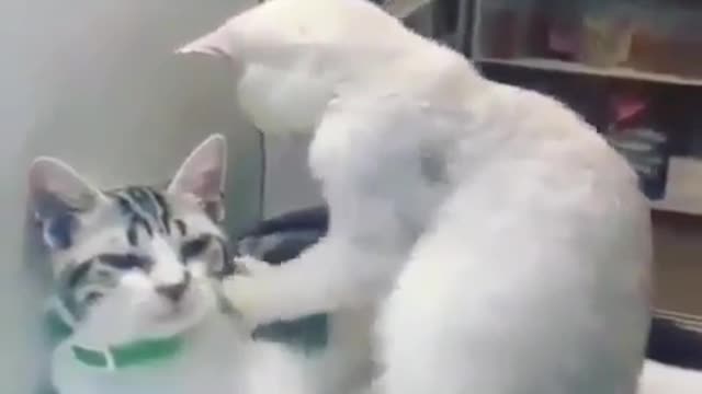 Cats massage