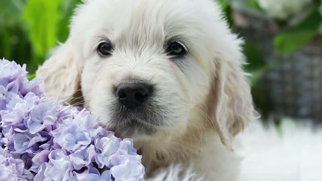 beautiful little golden retriever puppy in nature