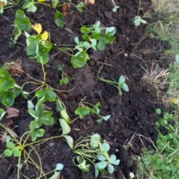 Transplanting Strawberries