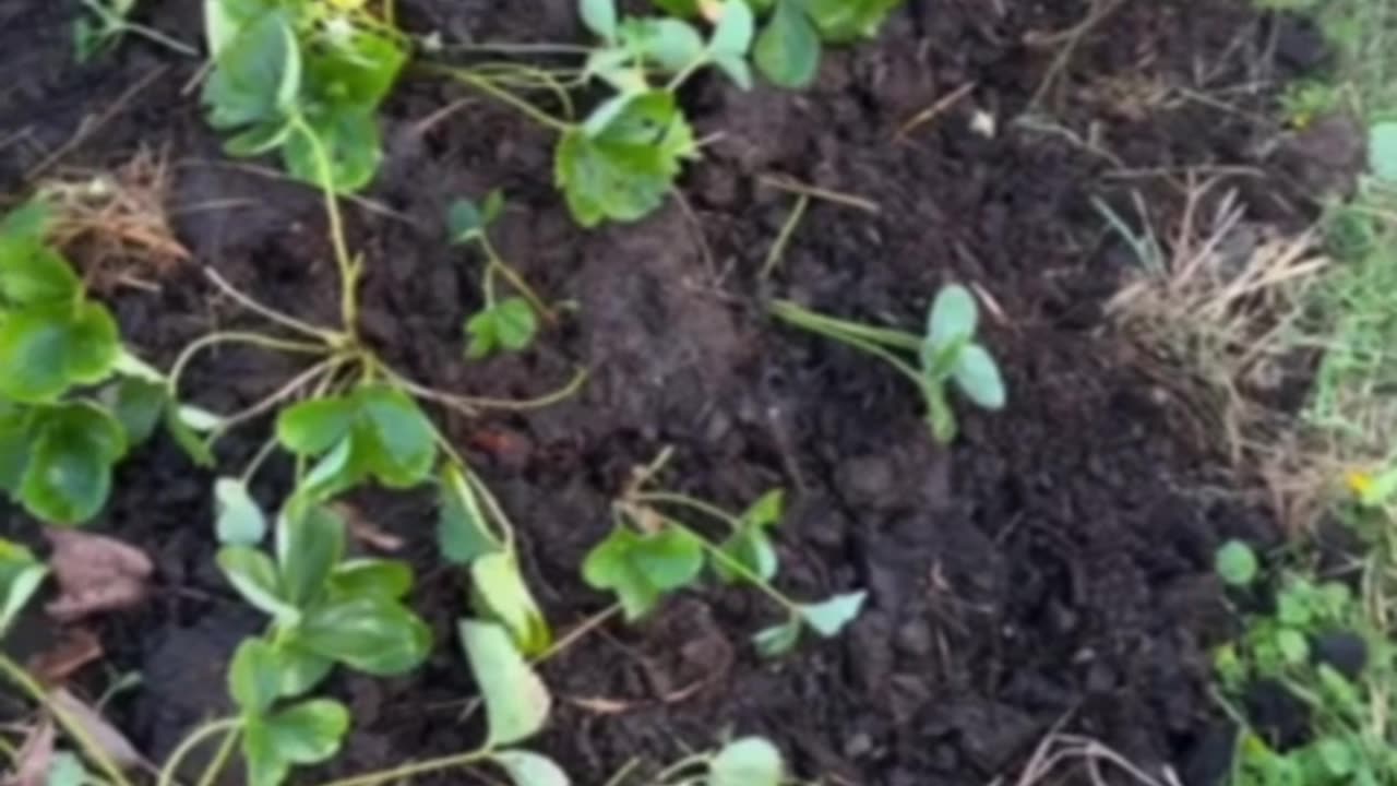 Transplanting Strawberries