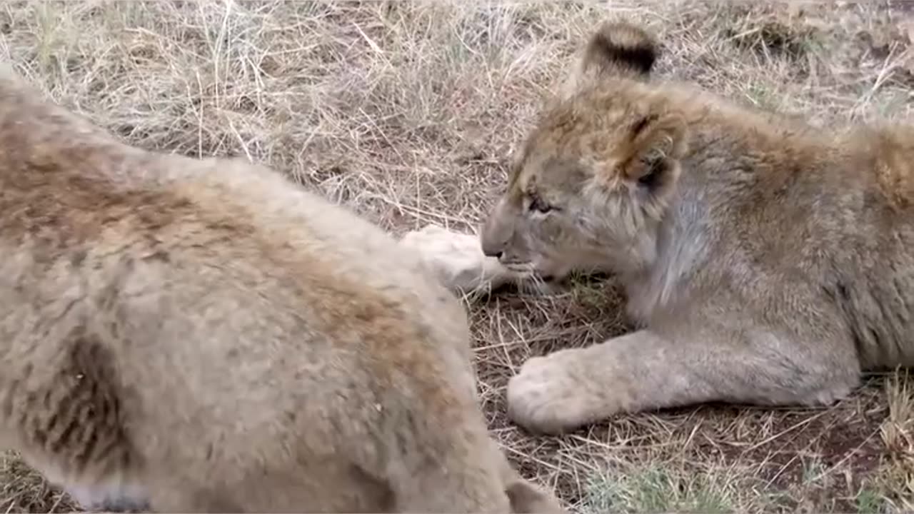 Funny Animal Attacks!