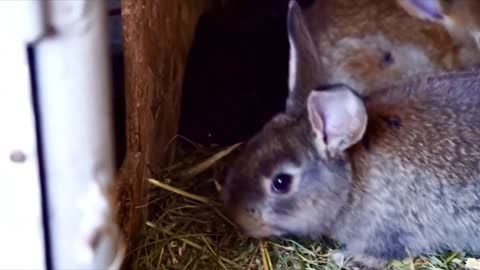 Rabbit Rabbit