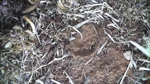 Trapdoor Spider Misses Out On A Mate