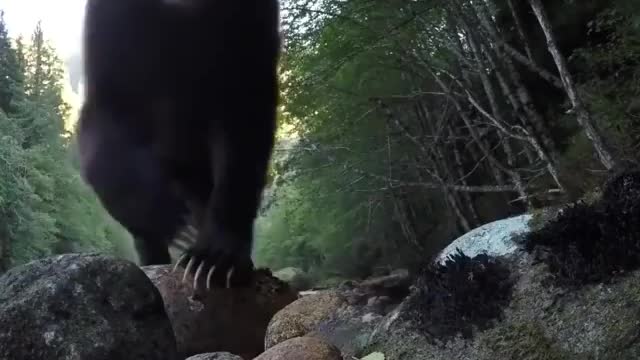 Check out those bear paws