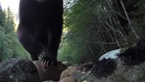 Check out those bear paws