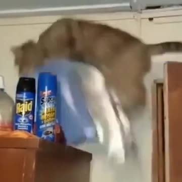 Best cat and dog funniest 2021 comp