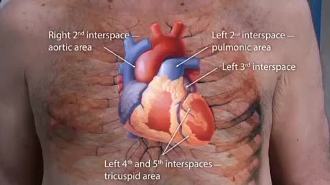 Auscultation of Heart Sounds