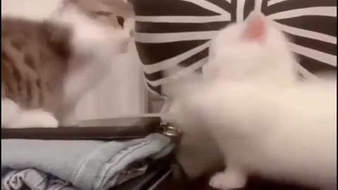 Amazing 😍😍 Cat's Fighting