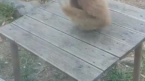 Gibbon is eating something.