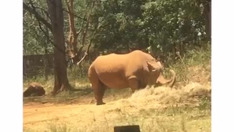 ANIMALS TO SEE AT NAIROBI NATIONAL PARK IN KENYA 🇰🇪