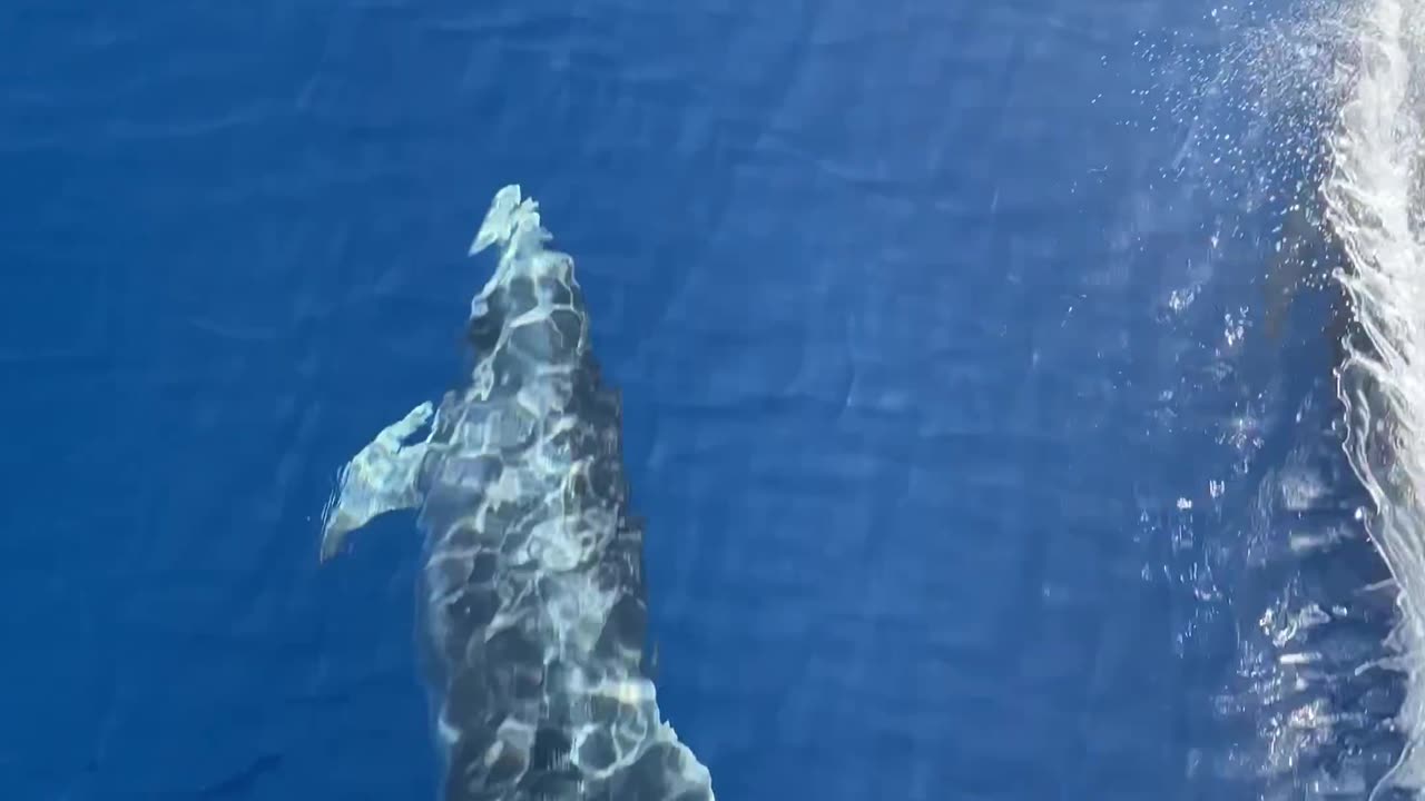 Twin Dolphins Twirl In Front Of Sailing Yacht