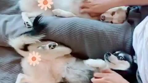 Dog Video