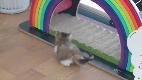The kitten is so fat from eating that its hind legs are scratching~ #小奶猫#All Things Lovely Plan#Healing Department#cute to the point of explosion💥 #adopt