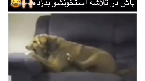 Do you forget everything when you see food, just like this dog😁😅