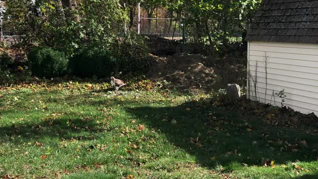 Hawk Sighting