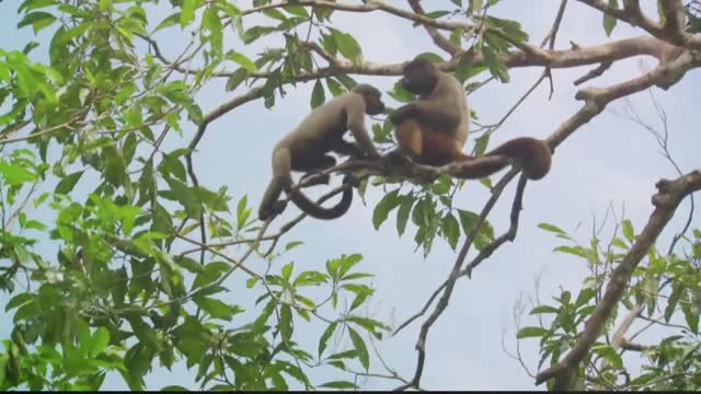 Animais Fantásticos e o BRASIL que habitam